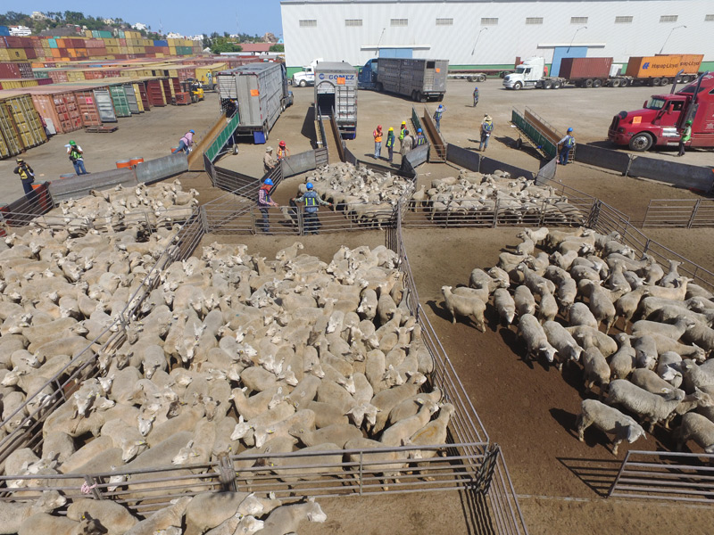 Drones para uso en ganadería - Conteo de ganado